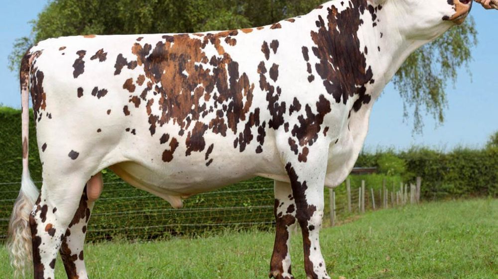 Finnois, leader de la race - Il donne du lait et du format sans la musculature. Finnois, leader de la race - Il donne du lait et du format sans la musculature.