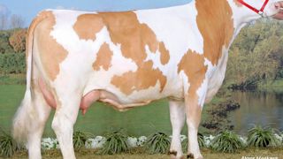 Barnum : 170 en Isu mais aussi 126 en morphologie - Les filles de Barnum tutoient l'excellence. Grandes (116), profondes (105), dotées de bassins bien dimensionnés (106/106), elles jouissent aussi d'une musculature idéale (111). Pas de faille dans les mamelles (119) sans volume (120), avec un ligament (116) marqué, des trayons courts (80) et bien orientés à l'arrière (125). Les attaches avant (104) et arrière (106) sont dans la normale. Barnum : 170 en Isu mais aussi 126 en morphologie - Les filles de Barnum tutoient l'excellence. Grandes (116), profondes (105), dotées de bassins bien dimensionnés (106/106), elles jouissent aussi d'une musculature idéale (111). Pas de faille dans les mamelles (119) sans volume (120), avec un ligament (116) marqué, des trayons courts (80) et bien orientés à l'arrière (125). Les attaches avant (104) et arrière (106) sont dans la normale.
