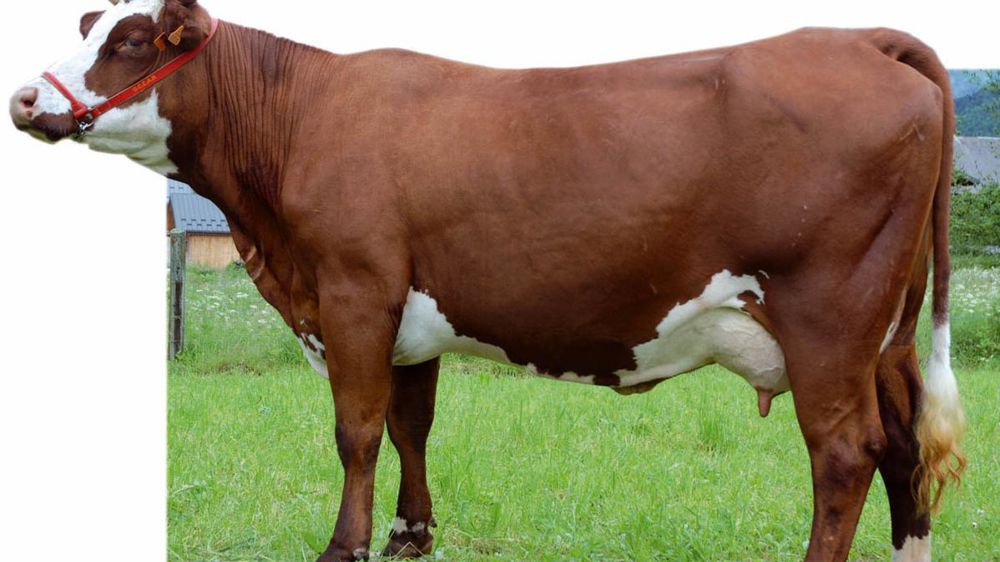 Casse-tête : trouver un support peu consanguin à Ardéchois - On attendait mieux en morphologie (110) d'un Nucléair. Pour autant, les filles d'Ardéchois offrent une conformation régulière sans défauts marqués. Elles se démarquent dans les bassins (113) et les trayons (111) plutôt courts (95) et fins (86). Seuls postes en dessous de la moyenne : la largeur de poitrine (94) et la hauteur d'attache arrière (86).
