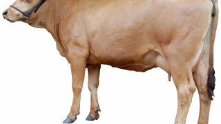 Bayard - Premier fils d'Oublon remis en service, le n° 1 racial en potentiel laitier à 1 150 kg, Bayard déçoit un peu avec son 433 kg de lait et son TP à - 1,3. Comme les Oublon, les Bayard pèchent dans les dimensions (92/96/85) et l'inclinaison (70) du bassin indexé à 81. En revanche, elles sont dotées de bonnes mamelles (115), surtout sans volume (81) avec des trayons remarquables (121). Bayard - Premier fils d'Oublon remis en service, le n° 1 racial en potentiel laitier à 1 150 kg, Bayard déçoit un peu avec son 433 kg de lait et son TP à - 1,3. Comme les Oublon, les Bayard pèchent dans les dimensions (92/96/85) et l'inclinaison (70) du bassin indexé à 81. En revanche, elles sont dotées de bonnes mamelles (115), surtout sans volume (81) avec des trayons remarquables (121).