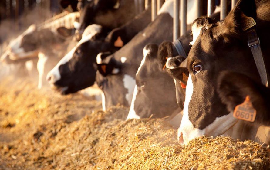 Nutréa propose vingt formules de minéraux, neuf classiques et onze spécifiques pour s'adapter à des objectifs ciblés (tarissement, reproduction, immunité...).© SÉBASTIEN CHAMPION