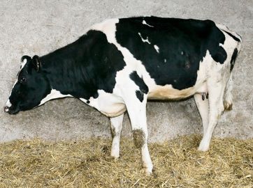 Les animaux touchés par le virus BVD présentent divers symptômes cliniques, y compris une immunosuppression. L'impact économique peut être lourd du fait des chutes de production et d'une dégradation de la fertilité.