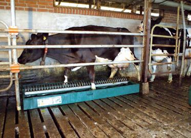 L'utilisation du Bi Pédiluve, distribué en France par Bov'Idée, est un plus pour l'efficacité d'un désinfectant. La grille en Inox qui relie les deux bacs parallèles empêche en effet l'essentiel des bousats et pissats de tomber dans le pédiluve.