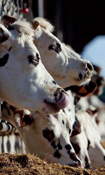 L'amélioration de la résistance des animaux via l'alimentation (micronutriments, oligoéléments, vitamines) permet d'augmenter l'efficacité de la ration.© WATIER VISUEL