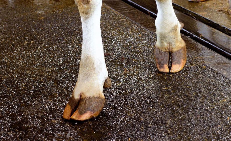 Sans besoin d'aucun rainurage, cet enrobé possède une composition granulaire qui permet d'avoir un sol moins glissant que le béton.