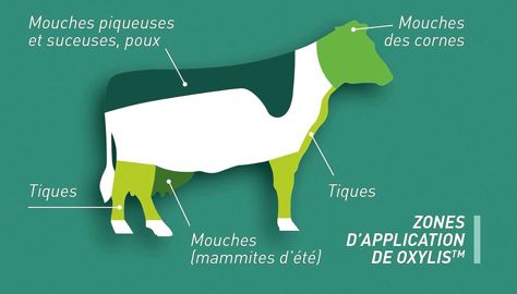 Oxylis est pulvérisé à raison de 40 à 50 ml chez les bovins. Un colorant vert identifie les animaux traités. 