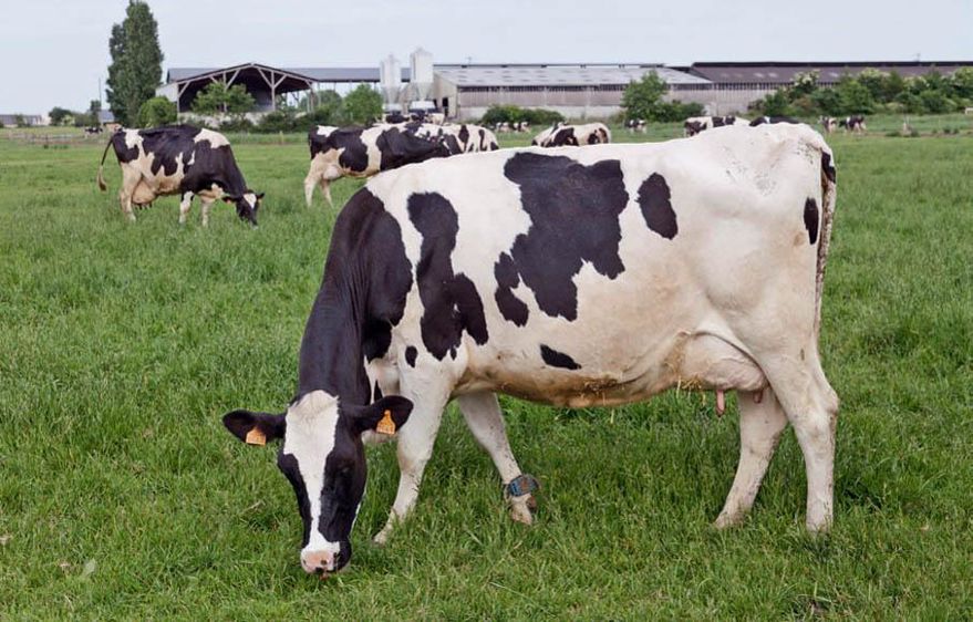 Vitabloc Herbe vise à réduire les excès d'ammoniac dans le rumen.© CHRISTIAN WATIER