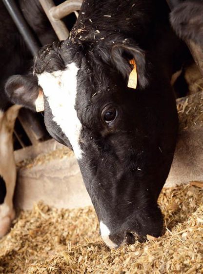 Deux types de levures sont proposés. Des levures vivantes qui vont participer à la digestion des fibres dans le rumen, c'est ce que l'on appelle l'effet probiotique. Des levures partiellement dégradées, sources de nutriments qui vont stimuler le développement des bactéries du rumen, c'est l'effet prébiotique.© SÉBASTIEN CHAMPION