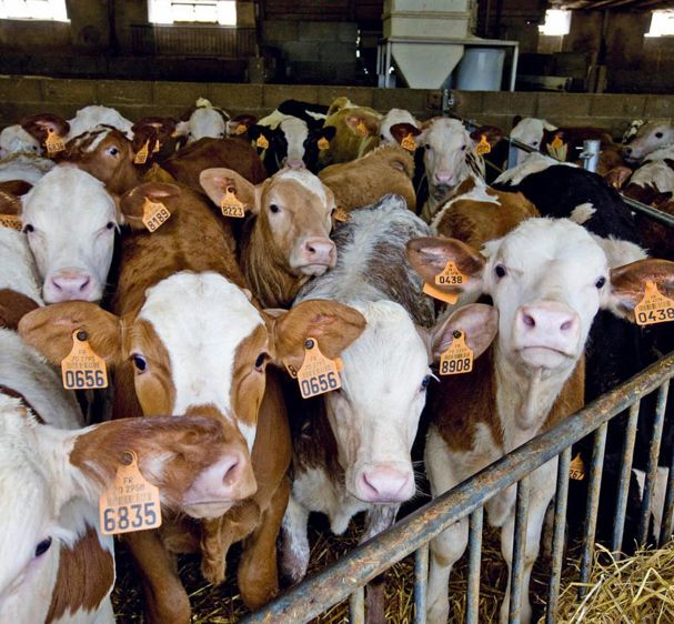 Au-delà de la complémentation, la prévention passe par le respect des règles sanitaires en élevage. Une trop forte densité animale en hiver ou le mélange d'animaux d'âges différents offrent des conditions favorables à l'apparition de la coccidiose.© CLAUDIUS THIRIET