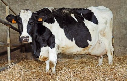 Distribué pendant 15 jours avant le vêlage, le X-Zelit capte le calcium de la ration et, de cette manière, favorise le mécanisme de mobilisation des réserves corporelles.© WATIER-VISUEL