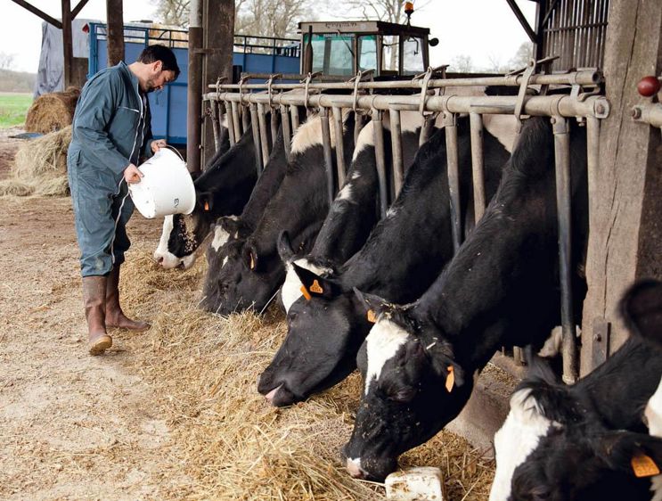 L'oxydation provoquée par les radicaux libres s'attaque aux tissus et aux cellules de l'organisme et accélère leur vieillissement. L'apport de compléments alimentaires vise à corriger le déséquilibre en éléments antioxydants de certaines rations.© SÉBASTIEN CHAMPION