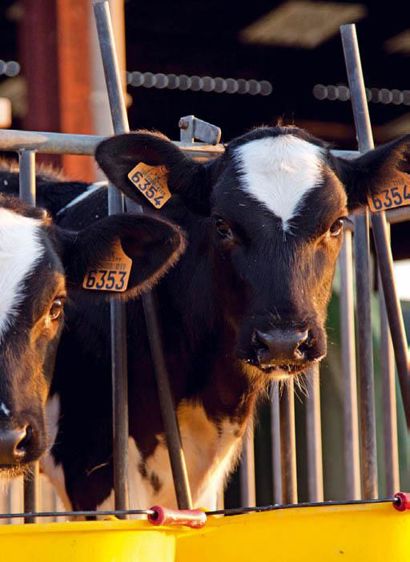 Un noyau composé d'extraits végétaux antioxydants, de fer et de vitamines intègre la formulation des aliments pour soutenir l'immunité du veau, en prévention.© SEBASTIEN CHAMPION