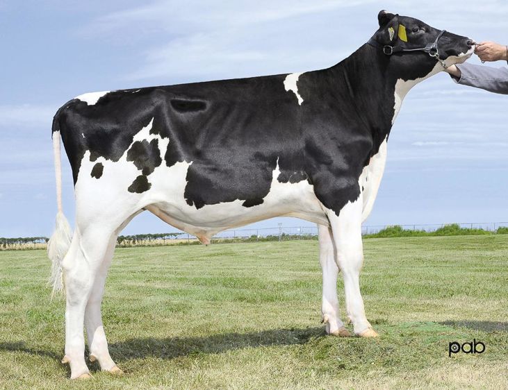 Les taureaux Immunity + de Semex sont disponibles en race holstein, jersiaise et ayrshire.