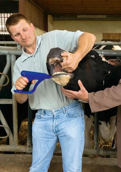 Le recours au bolus apparaît moins contraignant que la distribution quotidienne de compléments alimentaires pendant six semaines.© CLAUDIUS THIRIET