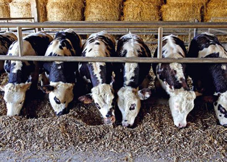 Le mash se valorise bien pour l'engraissement, en complément d'une ration sèche.© THIERRY PASQUET