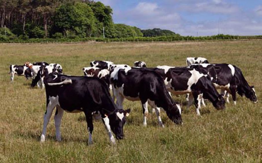 En seconde année de pâturage, la couverture des besoins peut se limiter aux apports d'oligo-éléments© CHRISTIAN WATIER