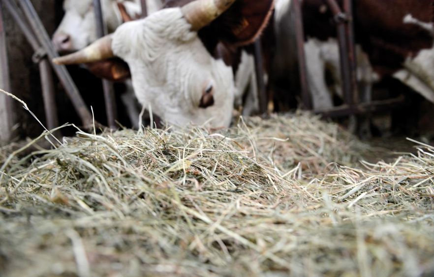 Rumi NFE est conçu pour améliorer la digestibilité des rations riches en fibres à base de foin, de méteil ou d'ensilage d'herbe. © CEDRIC FAIMALI/GFA  