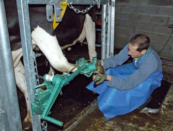 Le dispositif de parage de la patte avant lève la patte sous l'animal puis, une fois bloquée, l'oriente vers l'extérieur, sans que le support ne bouge, grâce à des articulations à cannelures.