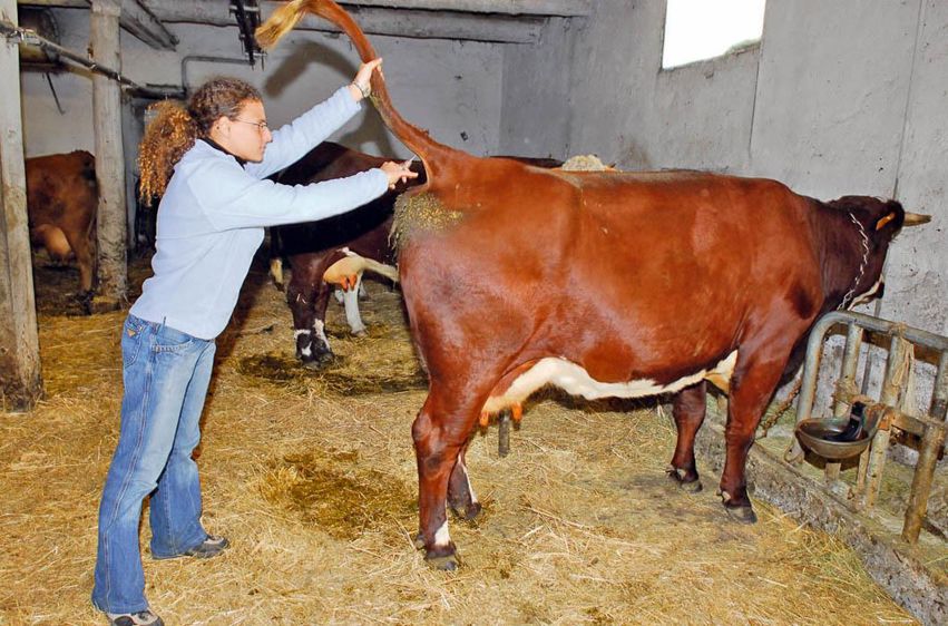 À partir d'une analyse sanguine, le diagnostic fournit une photographie de l'état sanitaire du troupeau afin de détecter d'éventuelles carences alimentaires, sources de troubles du métabolisme.© JEAN-PIERRE AMET