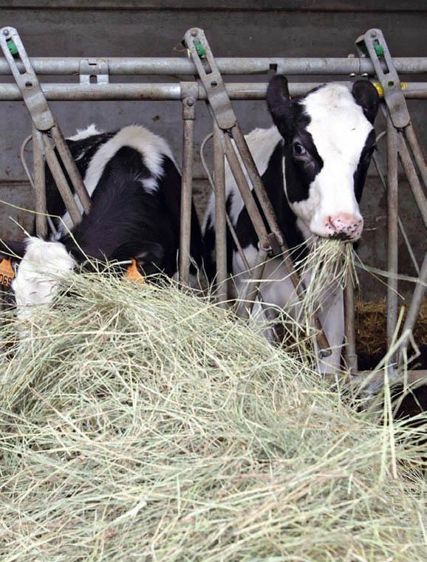 Les gains d'efficacité alimentaire limitent les rejets dans l'environnement.© GUTNER