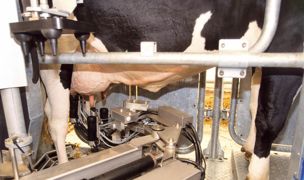 L'élevage robotisé débute avec un net avantage financier. Mais cet avantage est grignoté progressivement par des dépenses supplémentaires : aliments, intrants, frais vétérinaires…© CLAUDIUS THIRIET L'élevage robotisé débute avec un net avantage financier. Mais cet avantage est grignoté progressivement par des dépenses supplémentaires : aliments, intrants, frais vétérinaires…© CLAUDIUS THIRIET