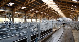 Le bâtiment à ossature bois se compose de trois chapelles, portant chacune au faîtage un dôme translucide et ouvert qui assure (avec les filets brise-vent) une excellente ventilation et de la luminosité. Il s'agit d'un bâtiment sans paille, où les box de vêlage (à gauche) et l'aire d'infirmerie sont sur matelas épais. La longueur est de 100 m pour 43 m de large. Au milieu sont situés les deux robots DeLaval, avec aire d'attente sur caillebotis rainuré. La surface attribuée aux vaches en lactatio Le bâtiment à ossature bois se compose de trois chapelles, portant chacune au faîtage un dôme translucide et ouvert qui assure (avec les filets brise-vent) une excellente ventilation et de la luminosité. Il s'agit d'un bâtiment sans paille, où les box de vêlage (à gauche) et l'aire d'infirmerie sont sur matelas épais. La longueur est de 100 m pour 43 m de large. Au milieu sont situés les deux robots DeLaval, avec aire d'attente sur caillebotis rainuré. La surface attribuée aux vaches en lactatio