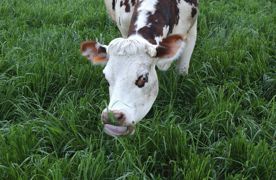 vache latière de race Normande en pâturage sur une prairie de ray-grass italien diploïdeWATIER VISUEL vache latière de race Normande en pâturage sur une prairie de ray-grass italien diploïdeWATIER VISUEL