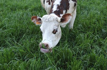  vache latière de race Normande en pâturage sur une prairie de ray-grass italien diploïdeWATIER VISUEL