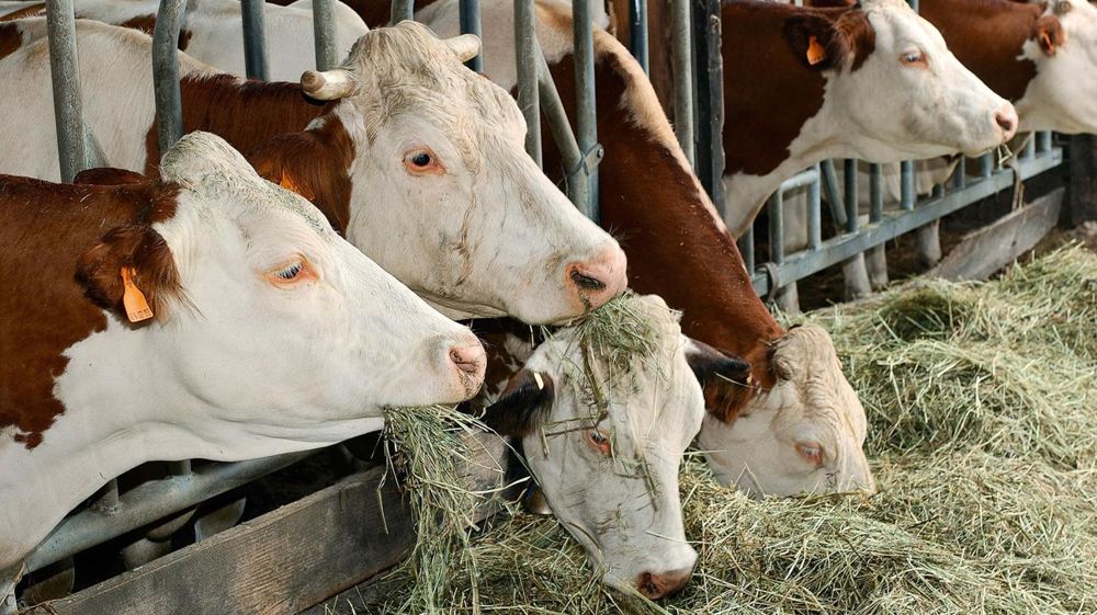 Les boiteuses modifient leur comportement d'ingestion, ce qui perturbe le fonctionnement de leur rumen et les rend plus sensibles à la fourbure.© CHRISTIAN WATIER