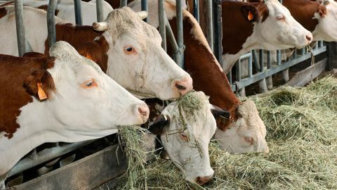 Les boiteuses modifient leur comportement d'ingestion, ce qui perturbe le fonctionnement de leur rumen et les rend plus sensibles à la fourbure.© CHRISTIAN WATIER