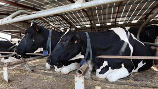 Si les logettes ne sont pas plus accueillantes que les couloirs équipés de tapis, le risque est grand de voir les vaches s'y coucher.© CHRISTIAN WATIER Si les logettes ne sont pas plus accueillantes que les couloirs équipés de tapis, le risque est grand de voir les vaches s'y coucher.© CHRISTIAN WATIER