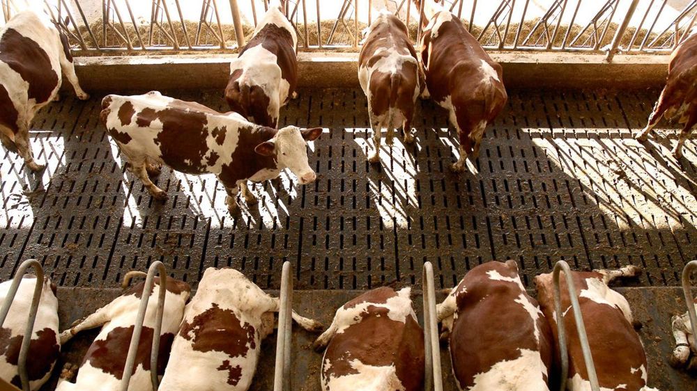 Le premier devoir d'un éleveur de vaches laitières est de permettre un maximum de temps couché à ses animaux dans leurs logettes. © SYLVAIN BEUCHERIE