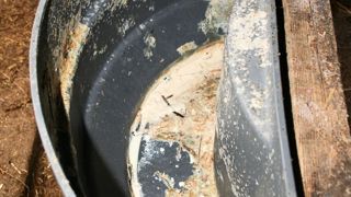 Les mauvaises conditions d'hygiène relancent le développement microbien et annulent de fait l'intérêt sanitaire de la pasteurisation. Les mauvaises conditions d'hygiène relancent le développement microbien et annulent de fait l'intérêt sanitaire de la pasteurisation.