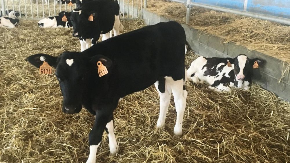 Des systèmes classiques permettent d'obtenir des croissances satisfaisantes (210 kg à 6 mois) et de viser un vêlage à 24 mois.© S.S.