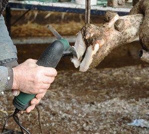 Fabriquée en acier durci au carbone, la lame BiBlade se réaffûte plus difficilement qu'une lame en acier normal. Mais elle n'a pas besoin d'être affûtée si souvent qu'une rénette classique. Elle durerait, selon Schippers, trois à quatre fois plus longtemps. La BiBlade aujourd'hui commercialisée s'adapte sur tous les outils multifonctions. Ce n'était pas le cas du tout premier modèle.© J.-M.V.