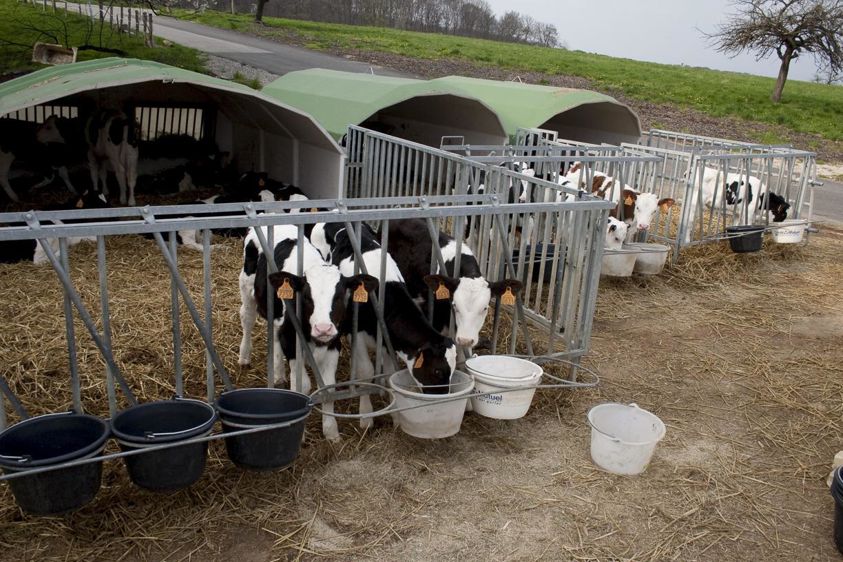 
						u Autorisé. Les niches ou igloos collectifs avec courette extérieure répondent aux exigences du cahier des charges.