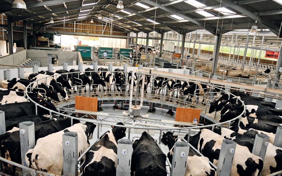 Vue d'ensemble du bâtiment à partir du bureau surélevé des éleveurs. Au premier plan, le roto de 36 postes de traite. À l'extérieur, au fond, les trois banques de fourrage pour les ensilages. À gauche, la nursery, à droite, les trois rangées de logettes séparées par un couloir d'alimentation avec la pailleuse suspendue.© D.G.