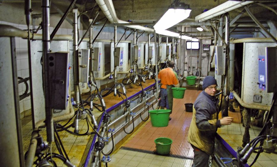 À l'extrémité de la fosse, l'écran affiche les numéros des vaches présentes à chaque poste de traite et les éventuelles alertes.