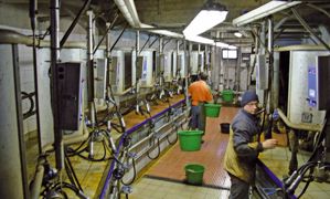 À l'extrémité de la fosse, l'écran affiche les numéros des vaches présentes à chaque poste de traite et les éventuelles alertes. À l'extrémité de la fosse, l'écran affiche les numéros des vaches présentes à chaque poste de traite et les éventuelles alertes.