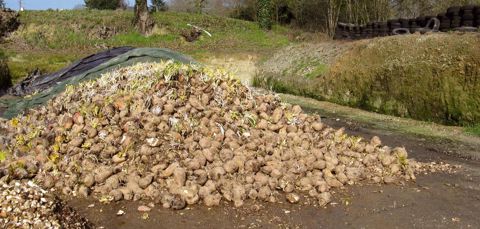 Les betteraves sont stockées entières dans un silo aéré et à l'abri du gel. Il faut constituer un tas de 3 à 4 m de large au maximum, sur une hauteur ne dépassant pas 1,80 m. Les betteraves sont stockées entières dans un silo aéré et à l'abri du gel. Il faut constituer un tas de 3 à 4 m de large au maximum, sur une hauteur ne dépassant pas 1,80 m.