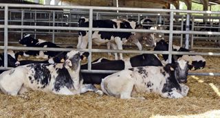 Les suites de l'étude conduite par Arvalis portent notamment sur la valorisation agronomique des fumiers issus de matières premières alternatives. © CLAUDIUS THIRIET Les suites de l'étude conduite par Arvalis portent notamment sur la valorisation agronomique des fumiers issus de matières premières alternatives. © CLAUDIUS THIRIET