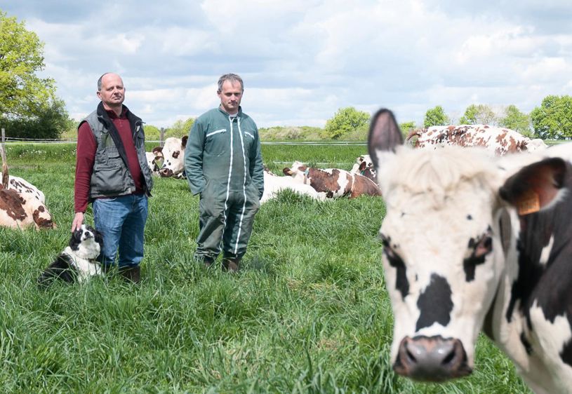 Racleurs et évacuateurs. Les racleurs placés en quinconce (quand l'un est en début de couloir, l'autre est en fin) apportent le fumier à tour de rôle dans l'évacuateur. 