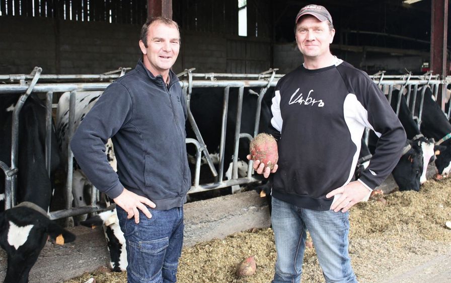 Franck et Stéphane Poignant ont introduit 5 hectares de betteraves fourragères dans leur assolement.© D.L. Franck et Stéphane Poignant ont introduit 5 hectares de betteraves fourragères dans leur assolement.© D.L.