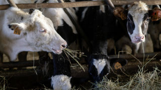 "Si les sous-produits de ces animaux sont utilisés pour l’alimentation animale après avoir été transformés, des précautions sont nécessaires pour éviter la contamination d’autres animaux", rapporte l'Anses dans une expertise publiée le 1er décembre 2022. "Si les sous-produits de ces animaux sont utilisés pour l’alimentation animale après avoir été transformés, des précautions sont nécessaires pour éviter la contamination d’autres animaux", rapporte l'Anses dans une expertise publiée le 1er décembre 2022.