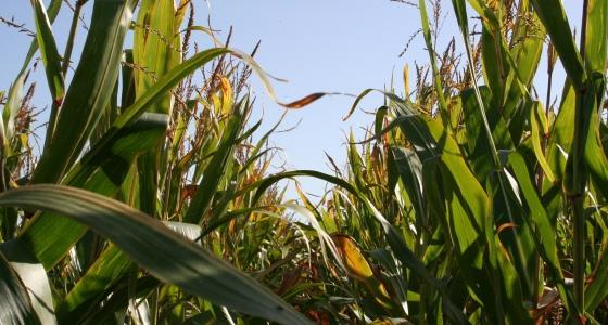 La qualité du maïs aux Etats Unis revient à son niveau de fin juillet.