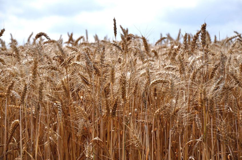 Blés de pays, variétés anciennes, population, paysan : quelles ...