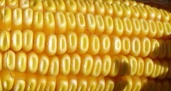 Maïs Monsanto Nk603