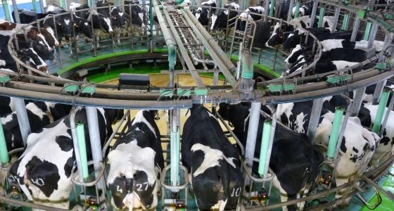 Pénalités de dépassement de quota laitier