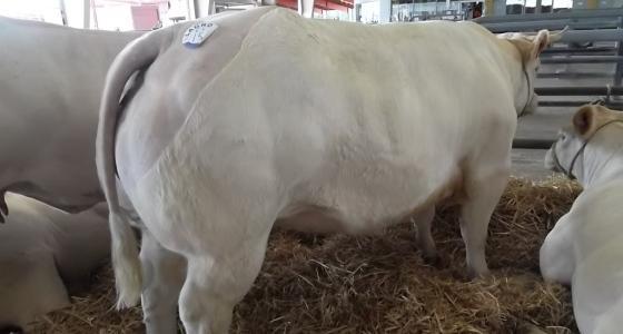 La Foire des Grivelles était organisée pour la 37ème fois.