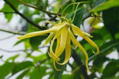 Certaines saveurs, comme l'ylang-ylang, n'existent sur le marché que sous la forme d'arômes. (Photo : latoque.fr). Arôme Ylang Ylang (Photo : latoque.fr). Certaines saveurs, comme l'ylang-ylang, n'existent sur le marché que sous la forme d'arômes. (Photo : latoque.fr). Arôme Ylang Ylang (Photo : latoque.fr).